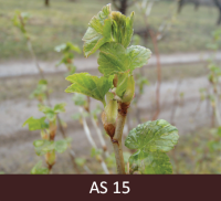 Uz upeņu zara lapas izpletušās, bet vēl nav sasniegušas raksturīgo lielumu.