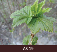 Pirmās upeņu lapas izaugušas līdz raksturīgajam lielumam.