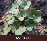 Laukā dīgstoši kāļi ar dīgļlapām