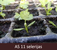 Dēstu podiņā augoša selerija ar vienu īsto lapu.