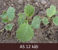 Laukā augošie kāļi ar divām īstām lapām.