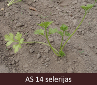 Laukā augoša selerija ar četrām īstām lapām.