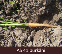 No augsnes izrautā burkāna saknes tuvplāns. Burkāna saknīte sāk veidoties un tā ir dzeltenīgā krāsā.