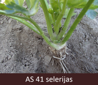 Laukā augoša selerija ar lapām, sakne sasniegusi 50% no raksturīgā diametra.