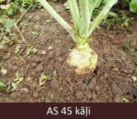 Laukā augošs kālis, sakne sasniegusi 50% no raksturīgā diametra.