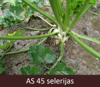 Laukā augoša selerija ar lapām. Saknes zona nedaudz atsegta, selerijai sāk veidoties sakne.