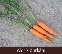 Trīs burkānu saknes ar lakstiem uz augsnes. Saknes oranžā krāsā un ir sasniegušas 70% no raksturīgā diametra.