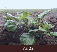 Izauguši divi kartupeļa stublāja sāndzinumi, tie garāki par 5 cm.