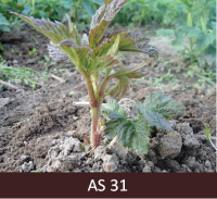 Jaunais aveņu dzinums ar lapām, kas izaudzis apmēram 20 cm virs zemes