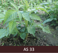 Jaunais aveņu dzinums, kas izskatās pēc krūma ar lapām, apmēram 50 cm augsts