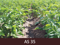 Vagās sauguši kartupeļi, kuriem redzamas daudz lapas un tās saskarās kopā starp vairākiem augiem