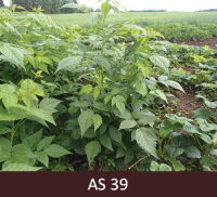 Avene izaugusi pilnā garumā