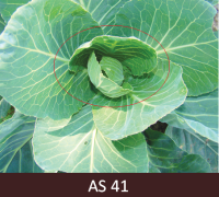 Galviņkāposta centrā sāk veidoties galviņa.