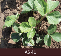 Zemeņu cerā redzamas pirmās apmēram 2cm garas stīgas.