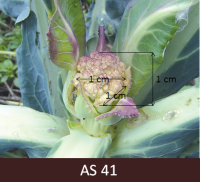 Ziedkāpostam izveidojies neliels galviņas aizmetnis.