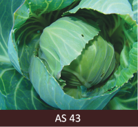 Galviņkāpostam izveidojusies galviņa sasniedz 30% no raksturīgā lieluma.