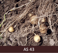 Kartupeļu bumbuļi augsnē sasnieguši vidēja kartupeļa lielumu