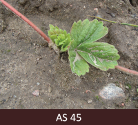 Zemeņu stīgas galā redzama pirmā lapu rozete. Zemeņu jaunstādam ir izveidojusies pirmā lapa. 