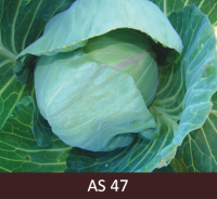 Galviņkāpostam izveidojusies galviņa sasniedz 70% no raksturīgā lieluma.