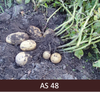 Kartupeļu bumbuļi viegli atdalās no stoloniem; bumbuļi sasnieguši atbilstošu lielumu