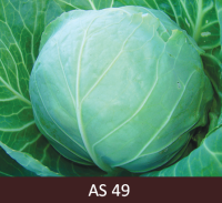 Galviņkāpostam izveidojusies stingra, nobriedusi, raksturīgo lielumu sasniegusi galviņa.