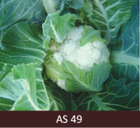 Ziedkāpostam izveidojusies blīva, kompakta, raksturīgo lielumu sasniegusi galviņa.