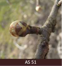 Bumbieres zars ar manāmi uzbriedušem pumpuriem.