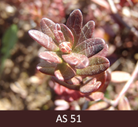 Dzērvenes ziedpumpuri piebrieduši, pumpuru zvīņas vaļīgas, tumši sarkanā krāsā. 