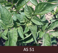 Veidojas kartupeļu ziedpumpuri. Uz galvenā stublāja pirmie pumpuri atdalījušies viens no otra.