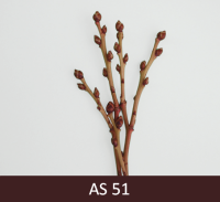 Mellenes ziedpumpumpuri sāk briest. 