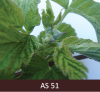 Aveņu ziedpumpuru attīstības sākums, pumpuri cieši klāt pie stumbra