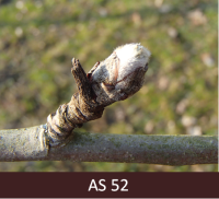 Ābeles zars pumpuru briešanas beigās. 