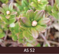 Dzērvenes ziedpumpurs piebriedis, zaudējis sārto nokrāsu, pumpurs izvirzās starp lapām.