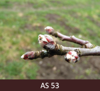 Ābeles zars ar redzamiem zaļiem ziedkopas rozetes lapu galiem.