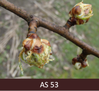 Bumbieres zars ar ziedpumpuru zaļu konusu. Redzami zaļi ziedkopas rozetes lapu gali.