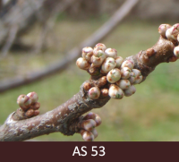 Plūmes zars ar ziedkopu. Ziedkopā pumpuru zvīņas pavērušās, gaiši zaļa iekšējā daļa.