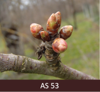 Saldā ķirša zars ar ziedkopu. Ziedkopā pumpuru zvīņas pavērušās, gaiši zaļa iekšējā daļa.