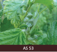 Aveņu ziedpumpuri virzās uz augšu no stumbra