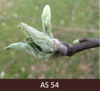 Ābeles zars ar ziedpumpuru „peļausu stadijā.