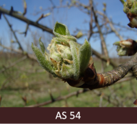 Bumbieres zars ar ziedpumpuru „peļausu" stadijā.