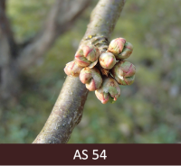 Plūmes zars ar ziedpumpuriem. Ziedpumpuri nosegti ar gaiši zaļām zvīņām,  ja tādas raksturīgas šķirnei.