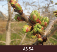 Saldā ķirša zars ar ziedpumpuriem. Ziedpumpuri nosegti ar gaiši zaļām zvīņām,  ja tādas raksturīgas šķirnei.