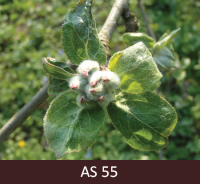 Ābeles zars, kuram lapu rozetes centrā saredzami ziedpumpuri, bet vēl salipuši kopā.&nbsp;