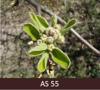 Bumbieres zars, kuram lapu rozetes centrā saredzami ziedpumpuri.