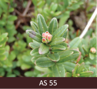 Dzērvenes ziedpumpuri izvirzas, pumpura zvīņas atdalas, caur pumpura zvīņām parādās jauni dzinumi. 