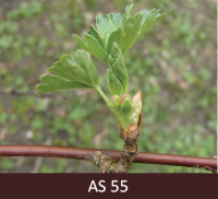Uz ērkšķogas zara izpletušās pirmās lapiņas, starp zvīņu pumpuriem centrā saredzami zaļi ziedpumpuri.