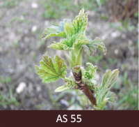 Uz jāņogulāja zara, starp sakļautām lapām, redzamas kompaktas ziedkopas, kurās var saredzēt atsevišķus ziedpumpurus.