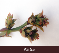 Mellenes ziedpumpuri izvirzas, pumpuru zvīņas atveras, ir  atsevišķi ziedpumpuri. 