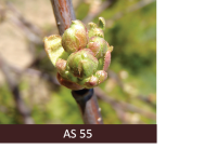 Skābā ķirša ziedkopās atsevišķi ziedpumpuri, vēl nosegti, uz īsiem kātiņiem, pumpuru zvīņas nedaudz pavērušās.