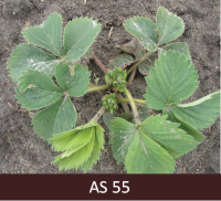 Augošs zemenes stāds, centrā redzami ziedkopas pumpuri. Pumpuri zaļi.